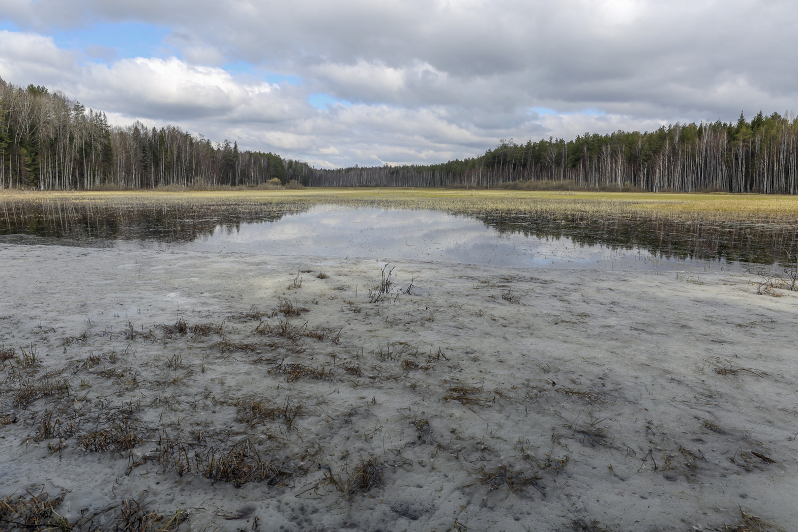 Мезотрофное болото в Химкинском лесопарке
