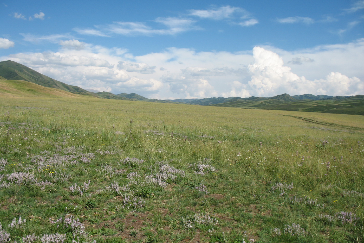 Шиликтинская впадина, image of landscape/habitat.