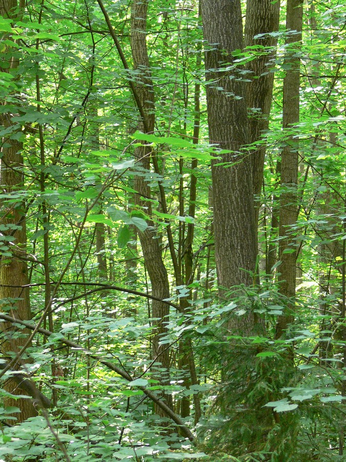 Хвойный, image of landscape/habitat.