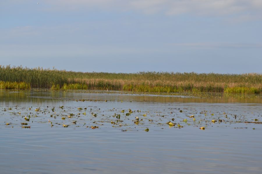 Дельта (нижняя зона), image of landscape/habitat.