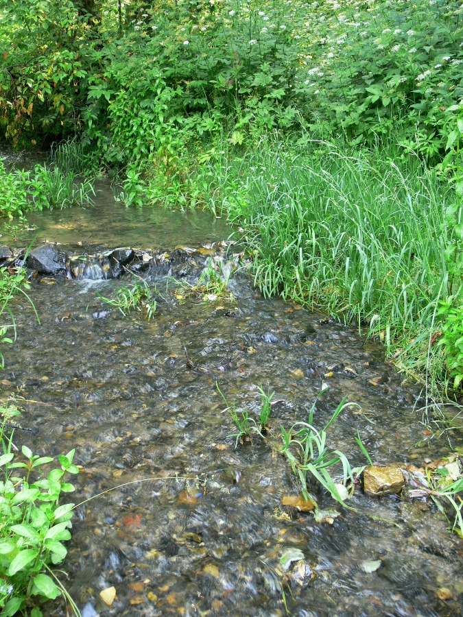 Хвойный, image of landscape/habitat.