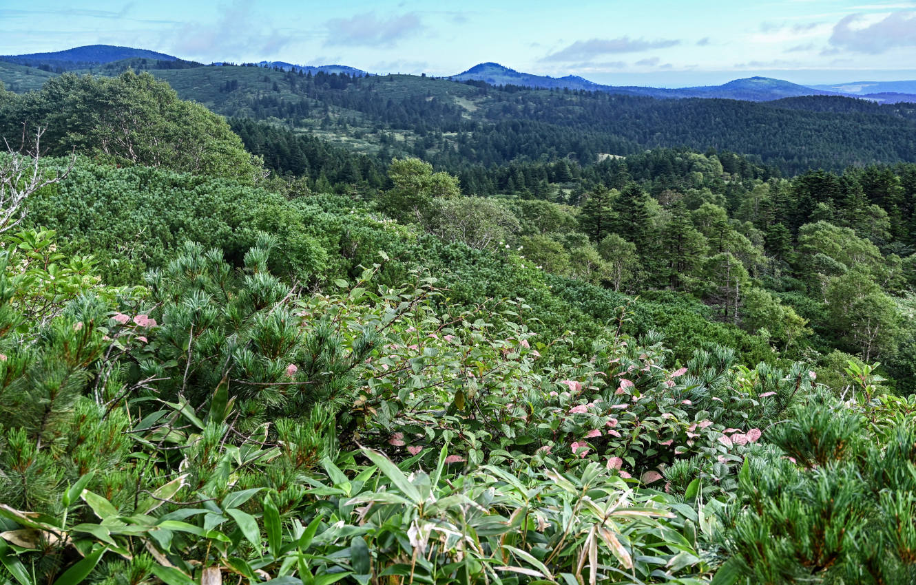 Вулкан Головнина, image of landscape/habitat.