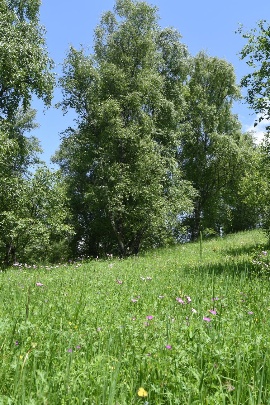 Хиндушты, image of landscape/habitat.