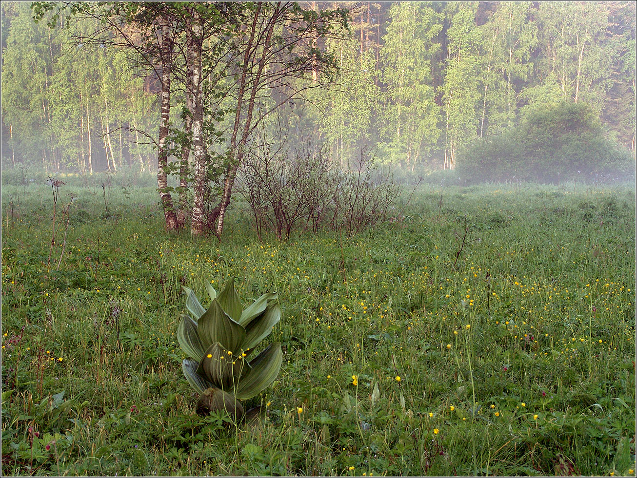 Окрестности Хрипани, image of landscape/habitat.