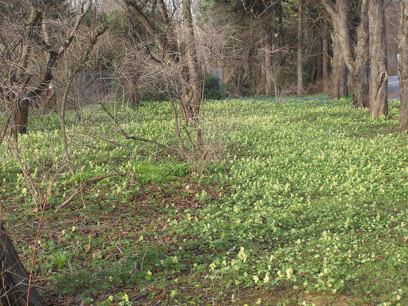 Ботанический Сад МГУ, image of landscape/habitat.