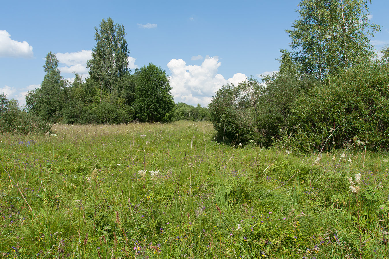 Верховья Оредежа, image of landscape/habitat.