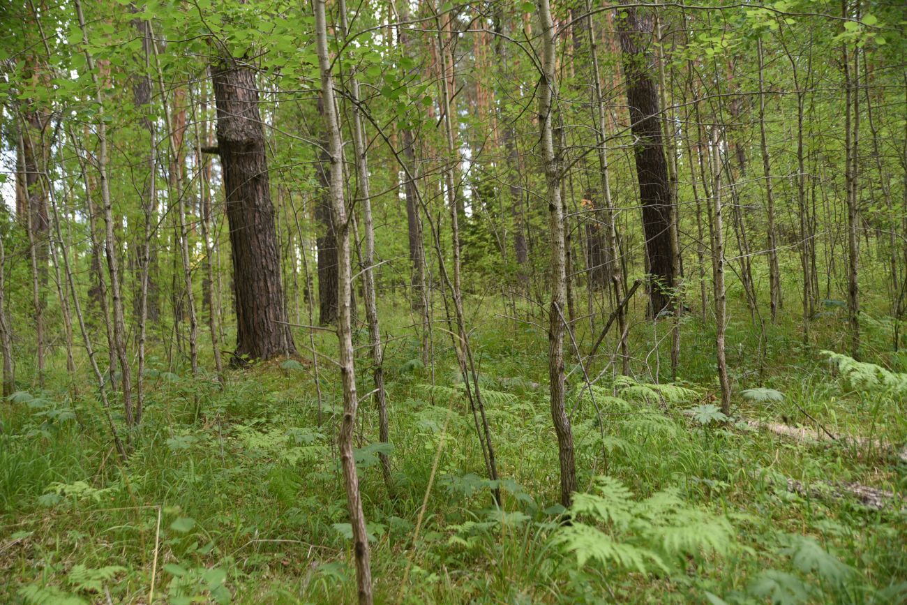 Скала Яман-Таш и окрестности, image of landscape/habitat.