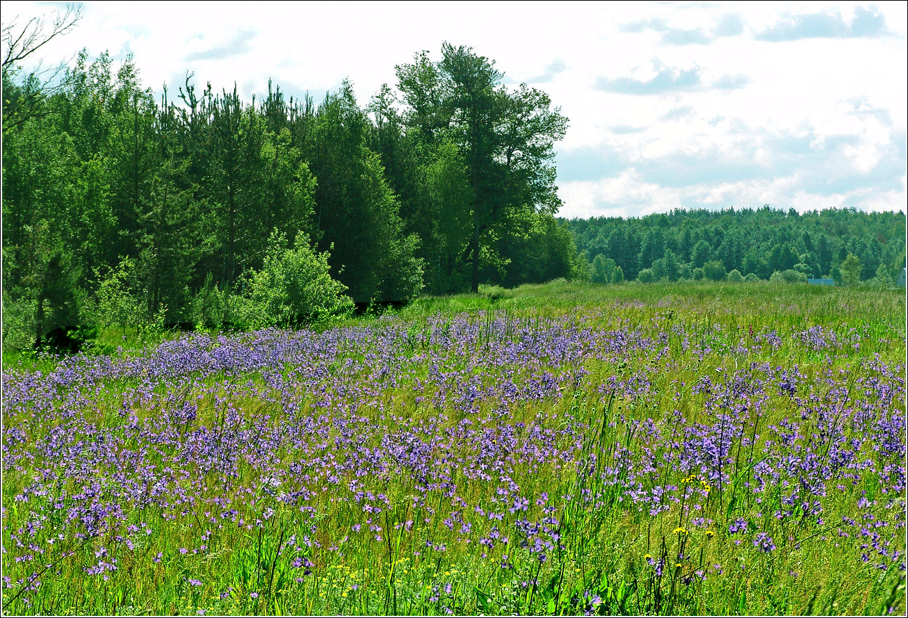 Окрестности Хрипани, image of landscape/habitat.