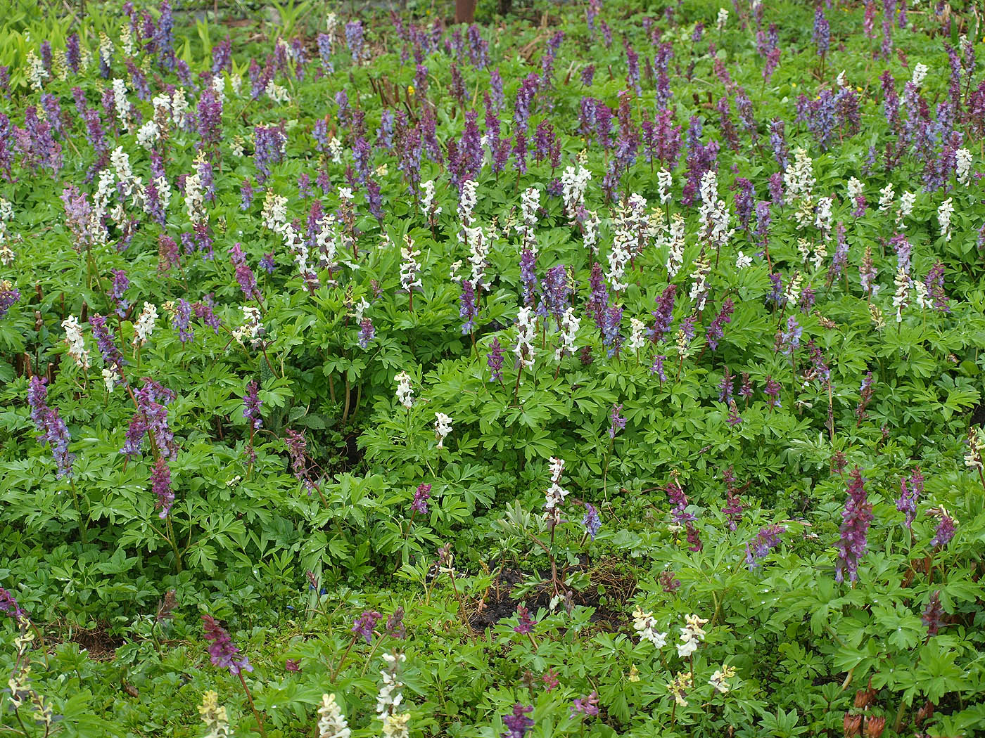 Ботанический Сад МГУ, image of landscape/habitat.