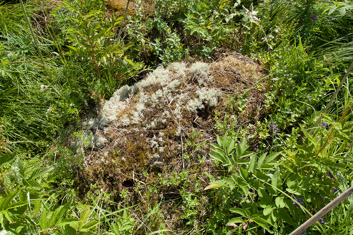 Верховья Оредежа, image of landscape/habitat.