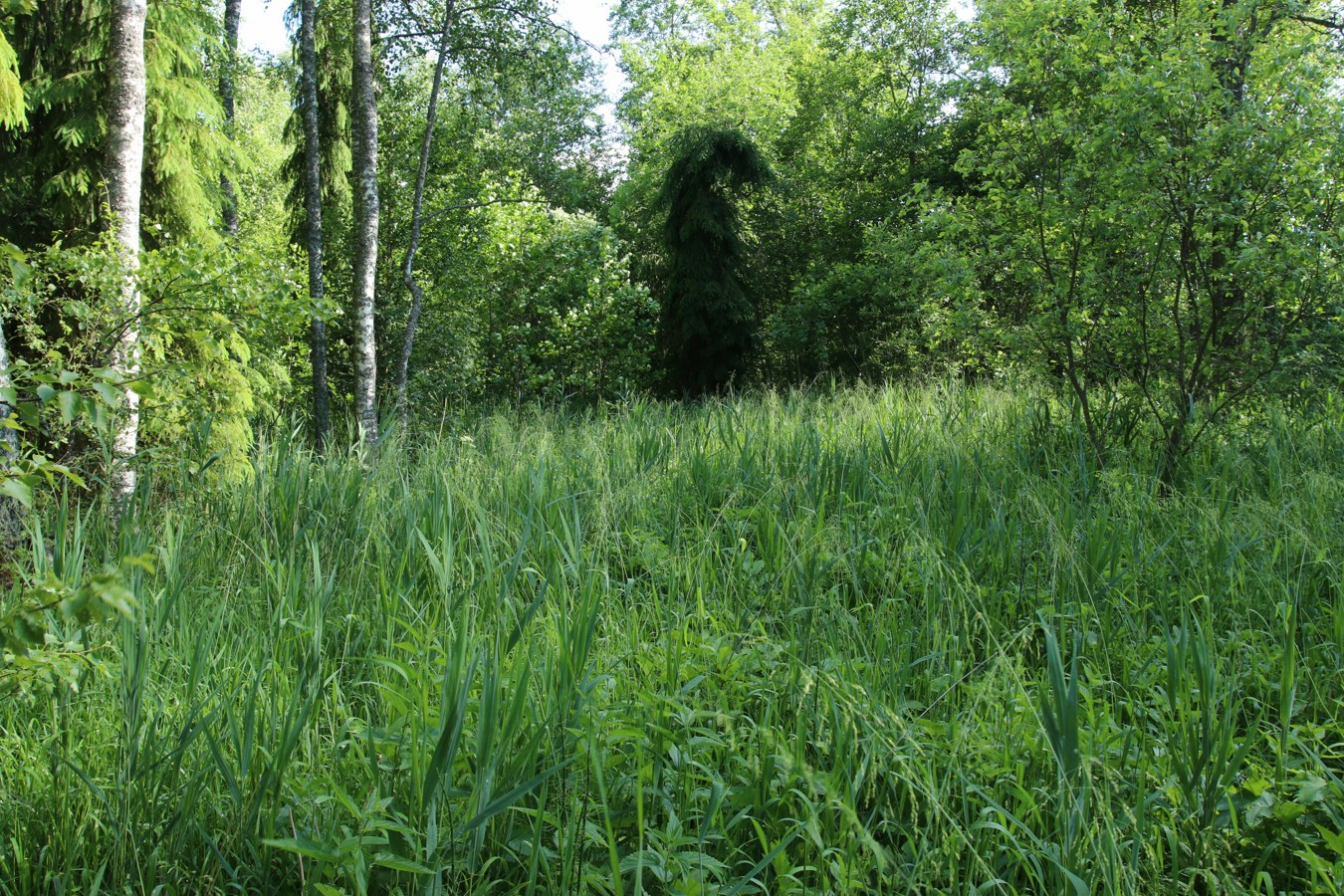 Луга у Кемки, image of landscape/habitat.