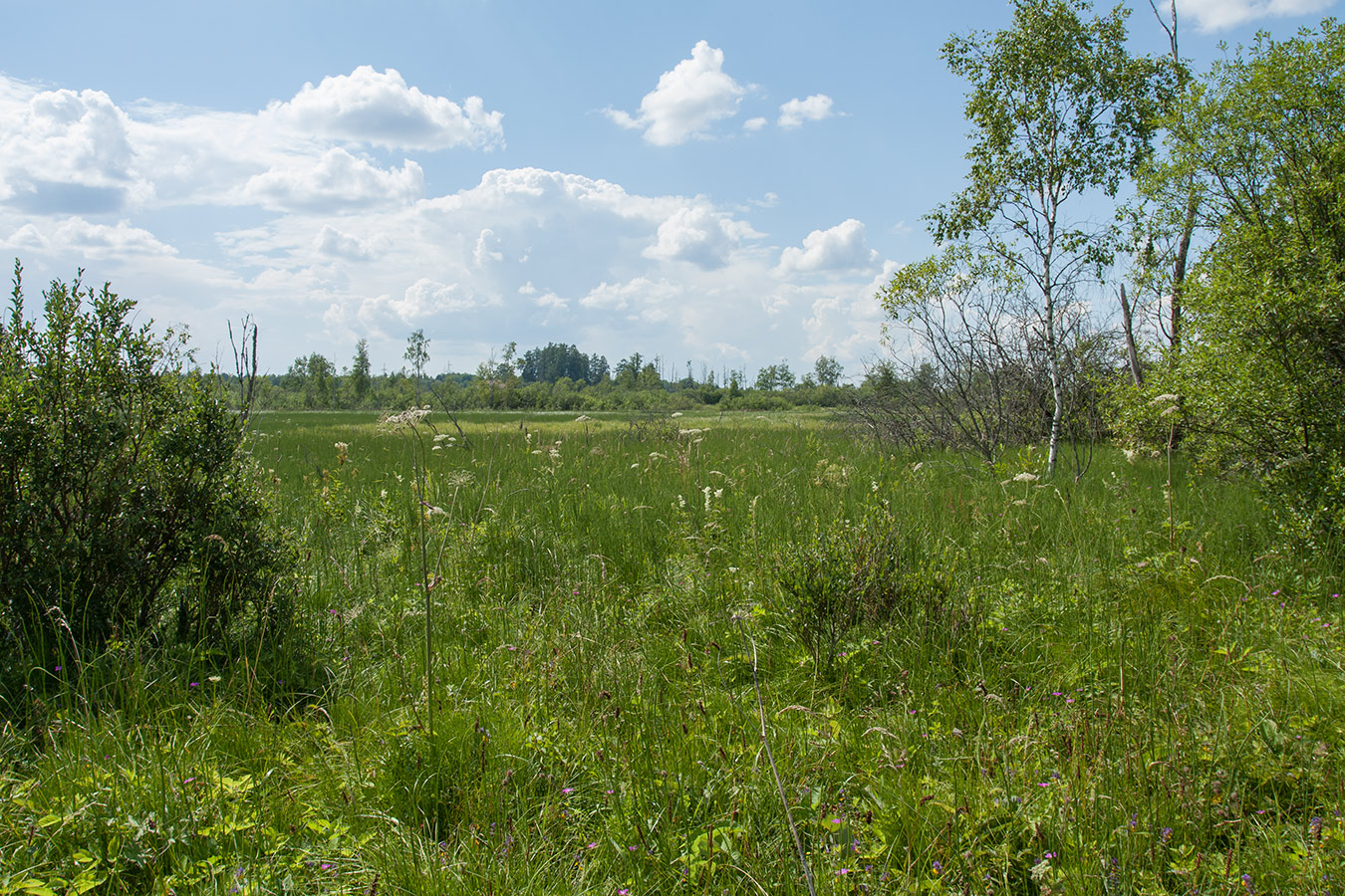 Верховья Оредежа, image of landscape/habitat.