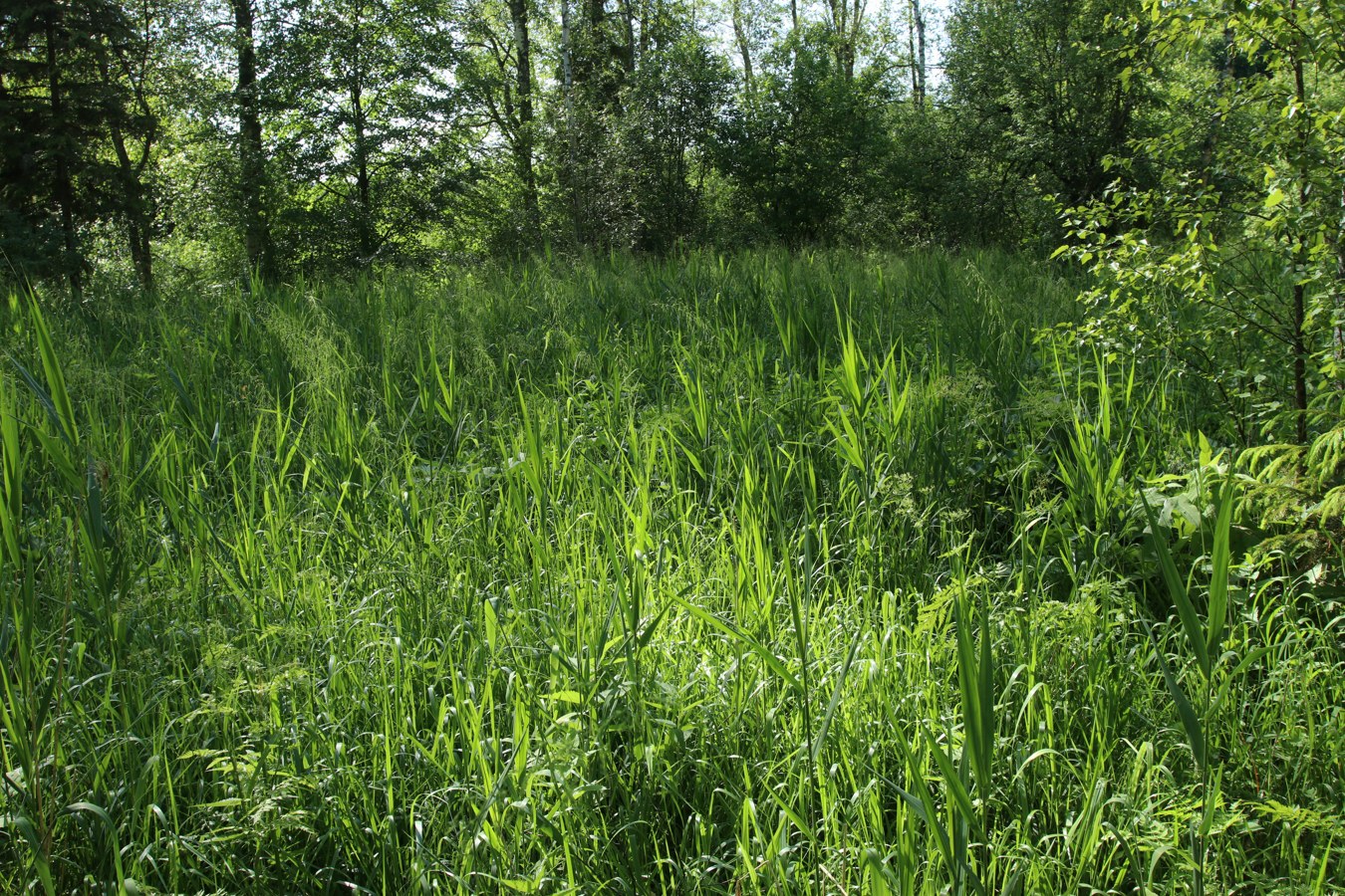 Луга у Кемки, image of landscape/habitat.