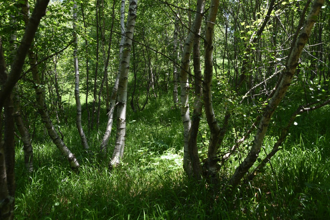 Хиндушты, image of landscape/habitat.