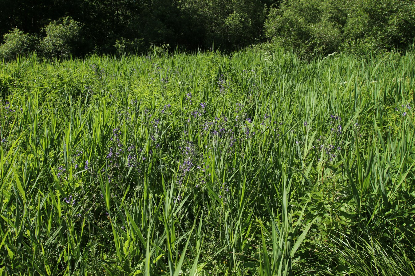 Луга у Кемки, image of landscape/habitat.