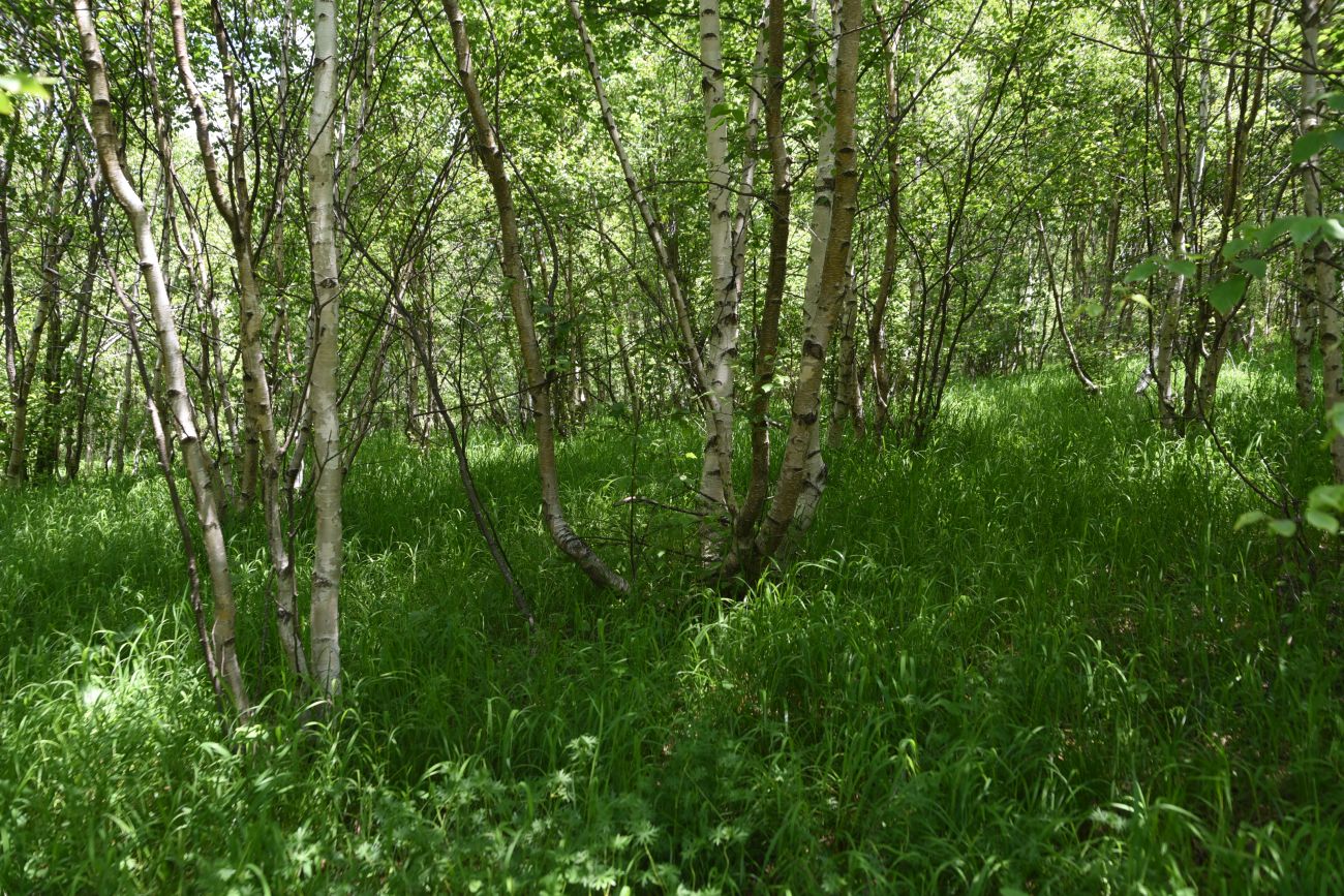 Хиндушты, image of landscape/habitat.