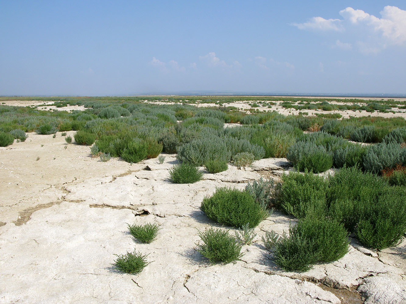 Витязевский лиман, image of landscape/habitat.