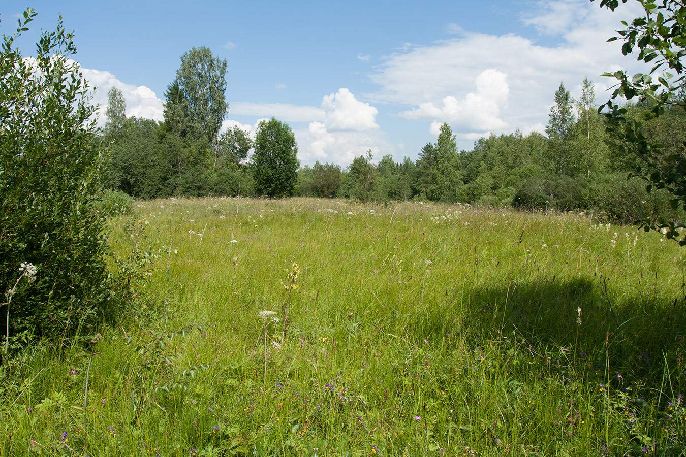 Верховья Оредежа, image of landscape/habitat.