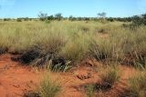 Нацпарк "Анкарафанцика", image of landscape/habitat.