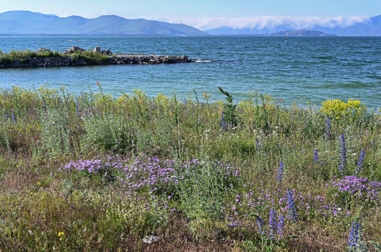 Окрестности села Норашен, image of landscape/habitat.