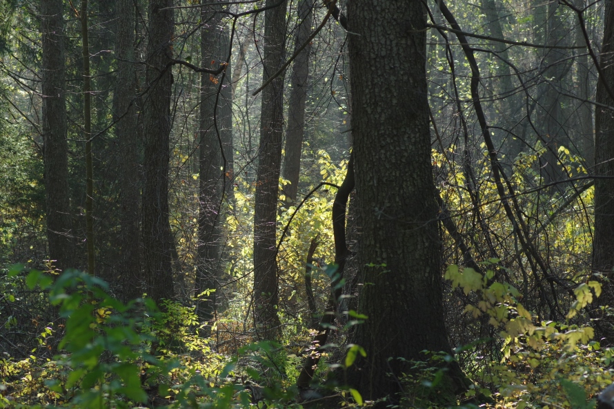 Комаровский берег, image of landscape/habitat.