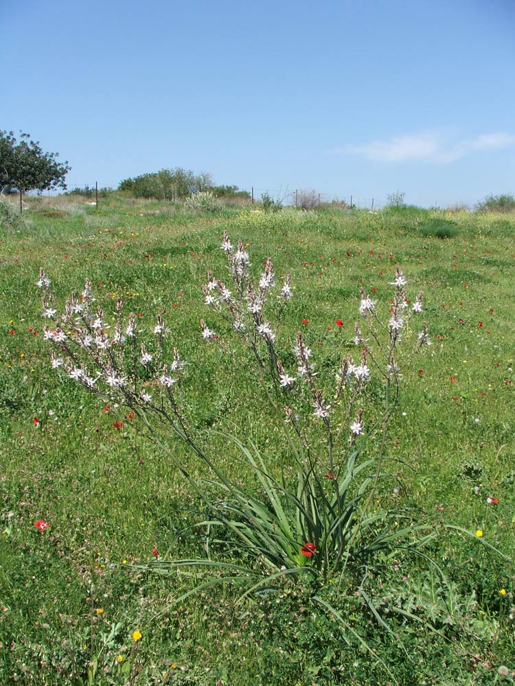 Мареша, image of landscape/habitat.