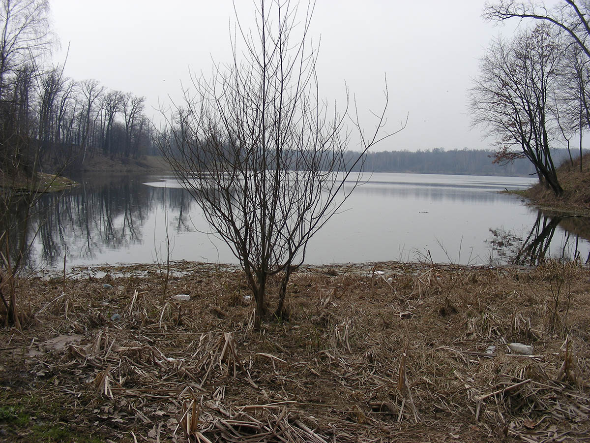 Водохранилище на р. Погарщина, image of landscape/habitat.