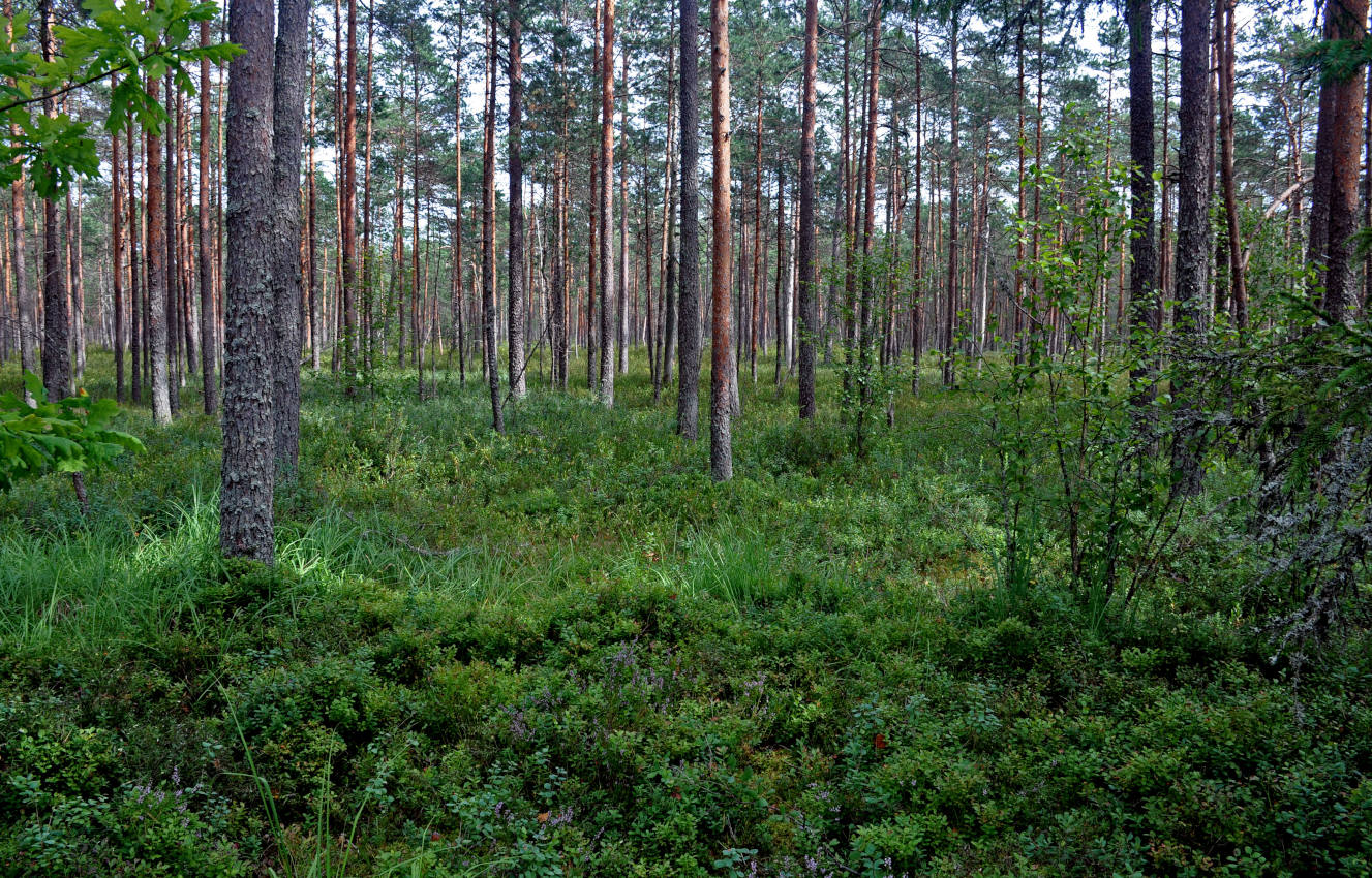 Озеро Сапшо, image of landscape/habitat.