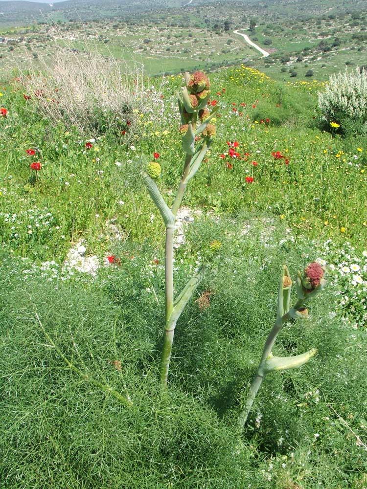 Мареша, image of landscape/habitat.