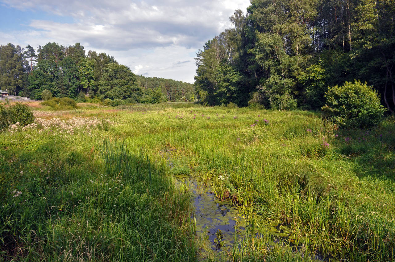 Озеро Сапшо, image of landscape/habitat.