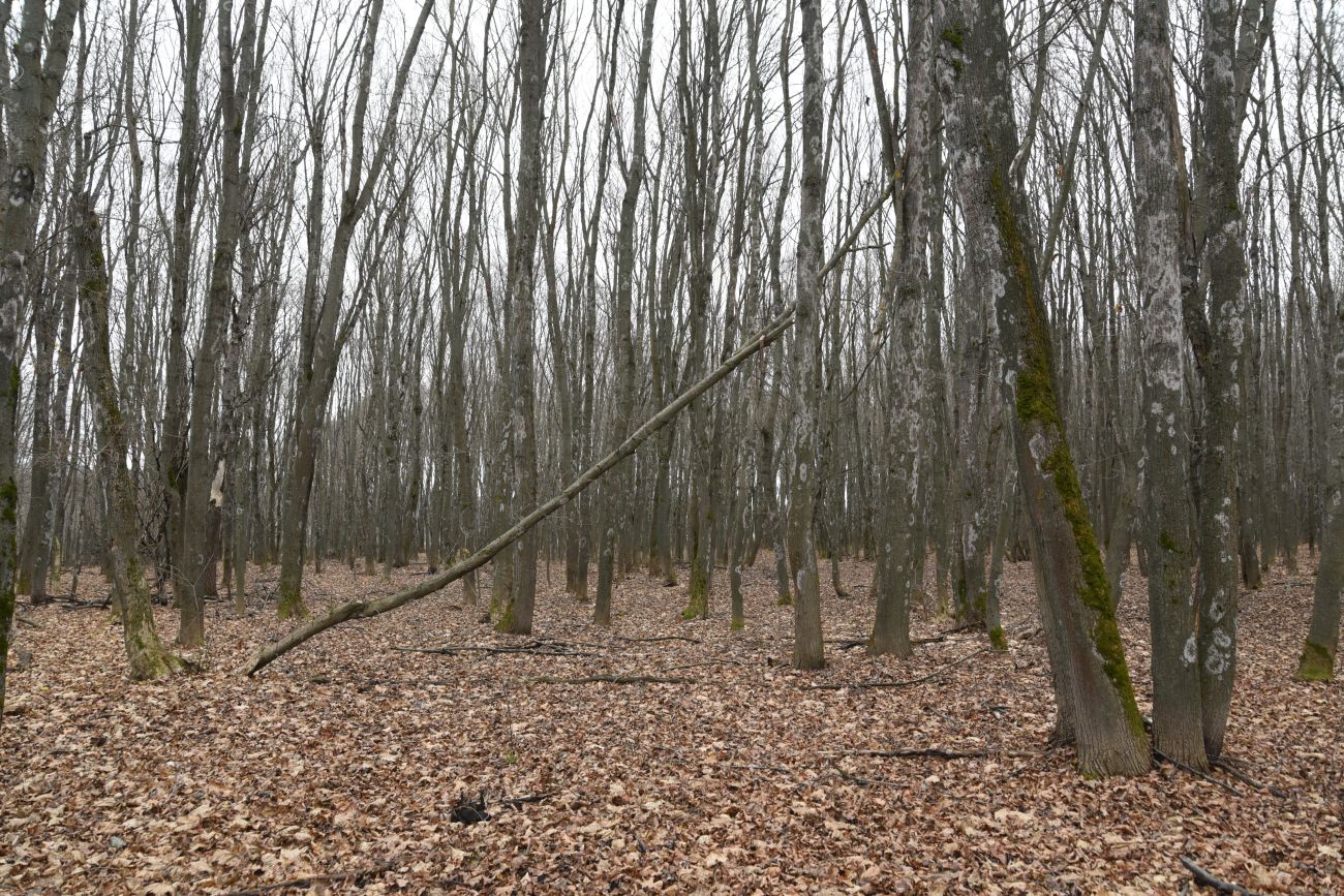 Окрестности села Хитрово, image of landscape/habitat.