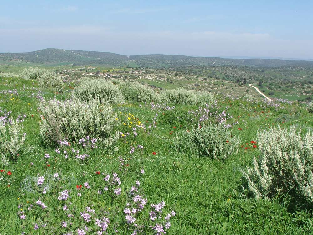 Мареша, image of landscape/habitat.