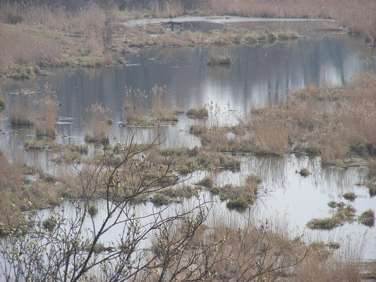 Болото в пойме р. Погарщина, image of landscape/habitat.