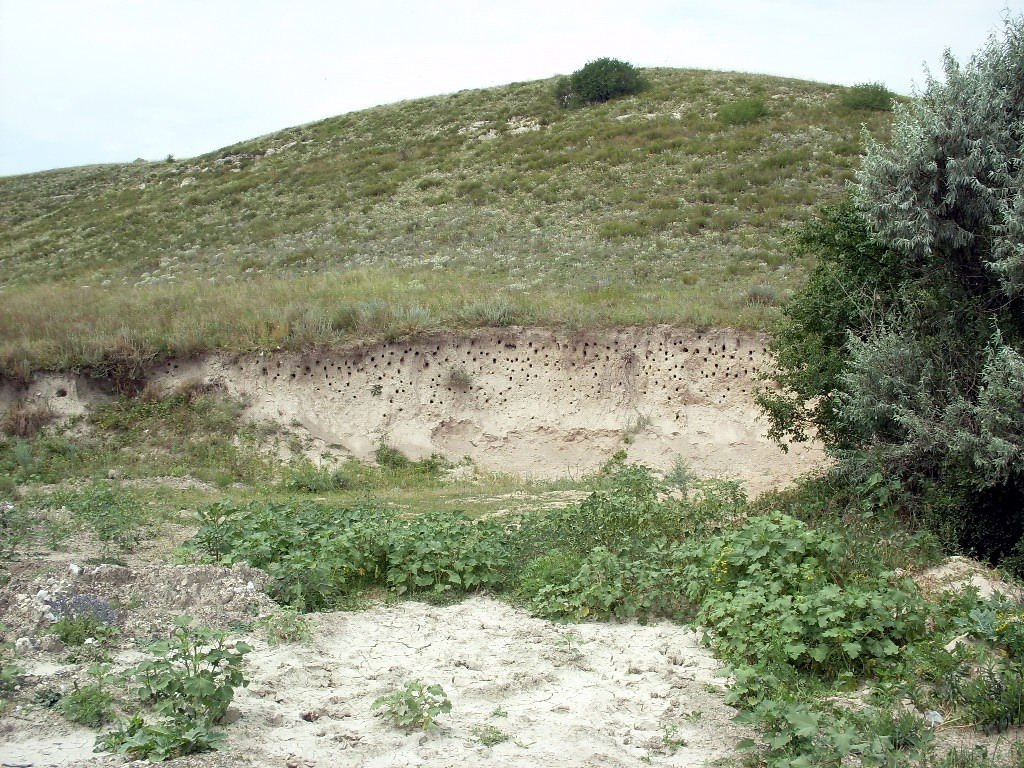 Лысогорка, image of landscape/habitat.