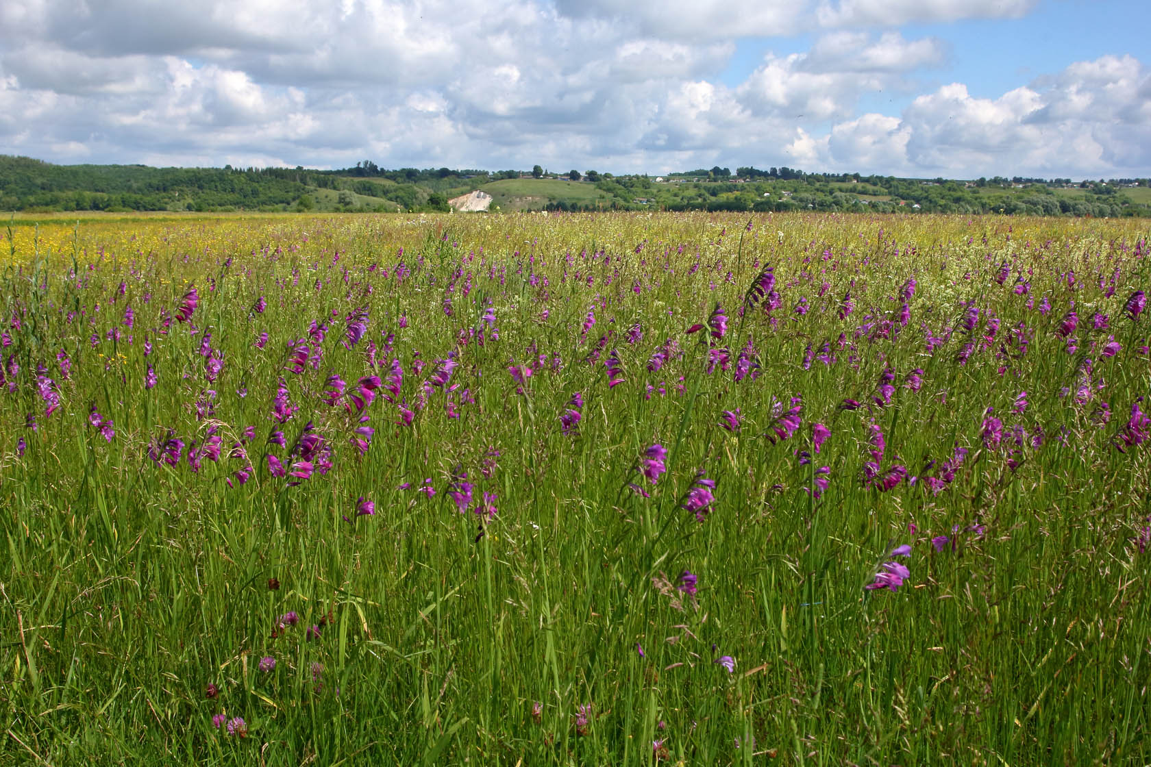 Сейм, image of landscape/habitat.