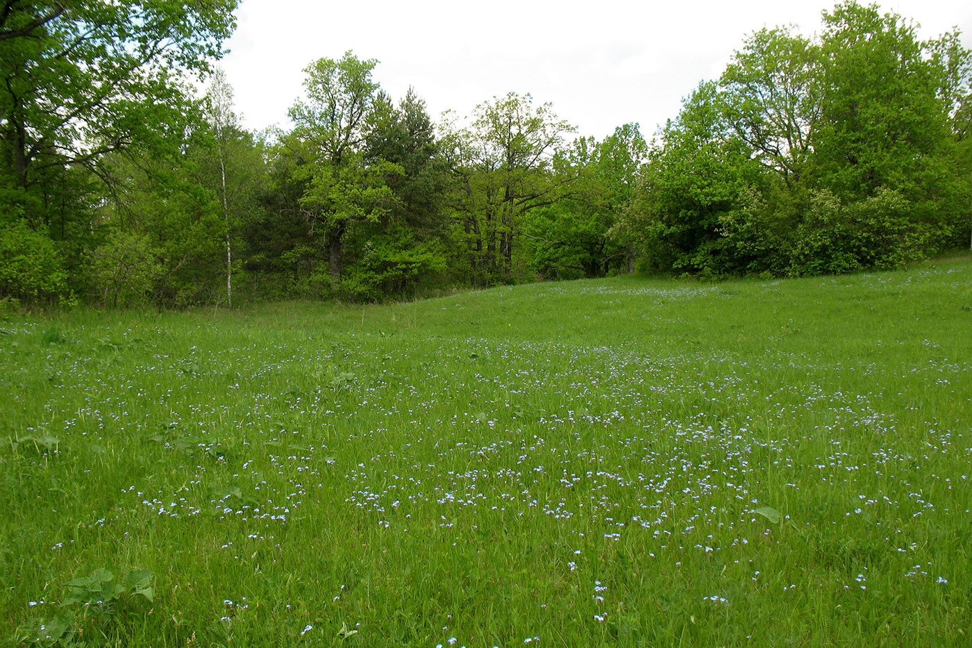 Приокско-Террасный заповедник, image of landscape/habitat.