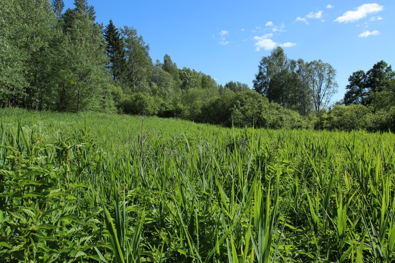 Луга у Кемки, image of landscape/habitat.