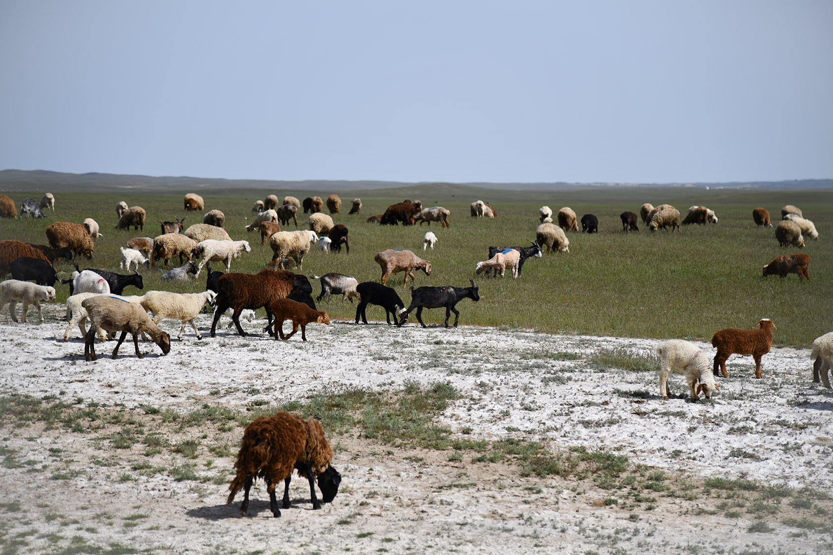 Тамгалы (Танбалы), image of landscape/habitat.