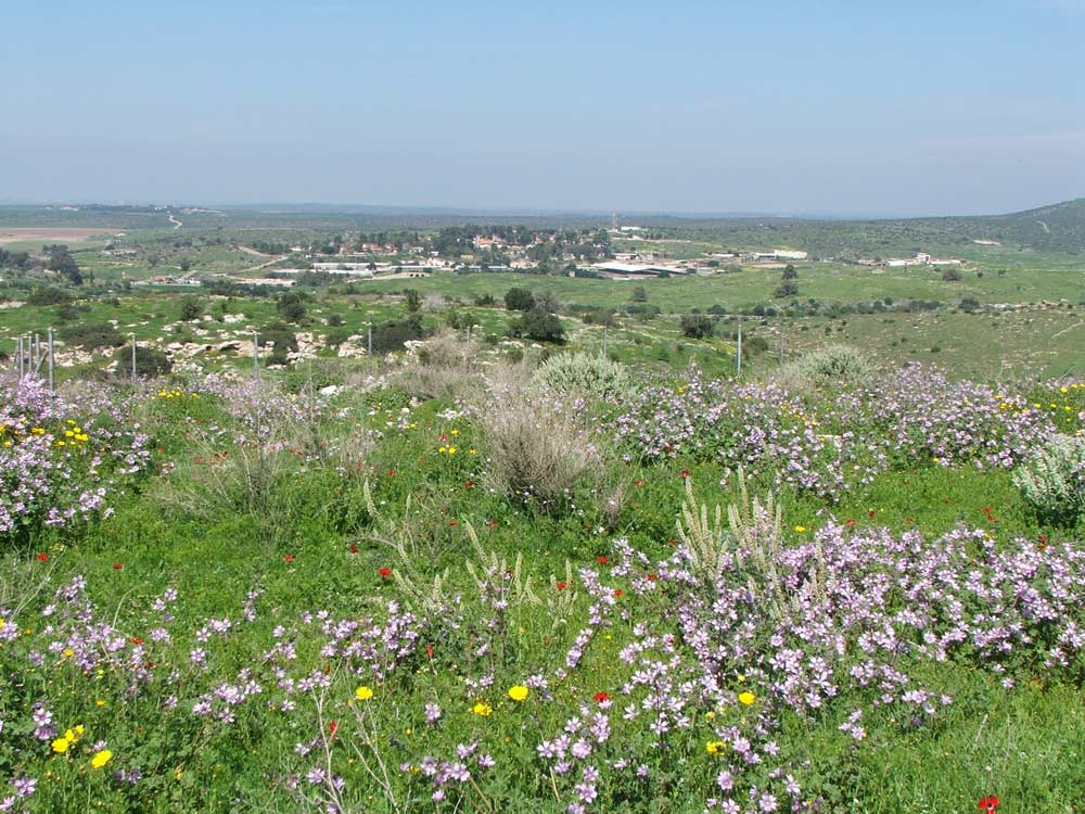 Мареша, image of landscape/habitat.