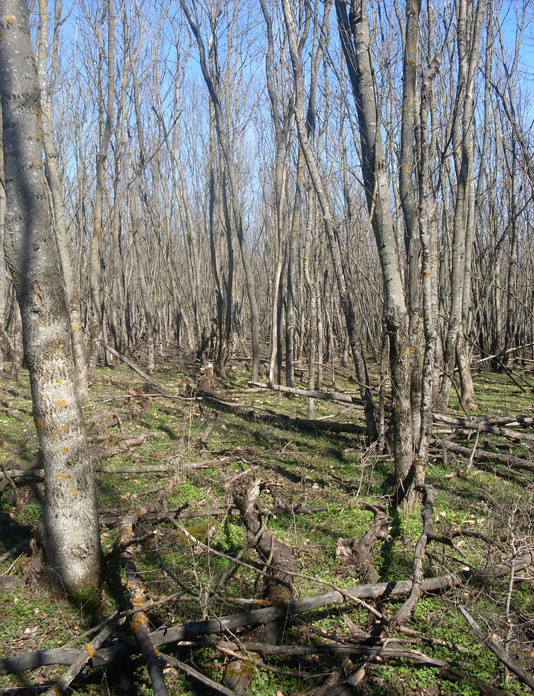 Александровский лес, image of landscape/habitat.
