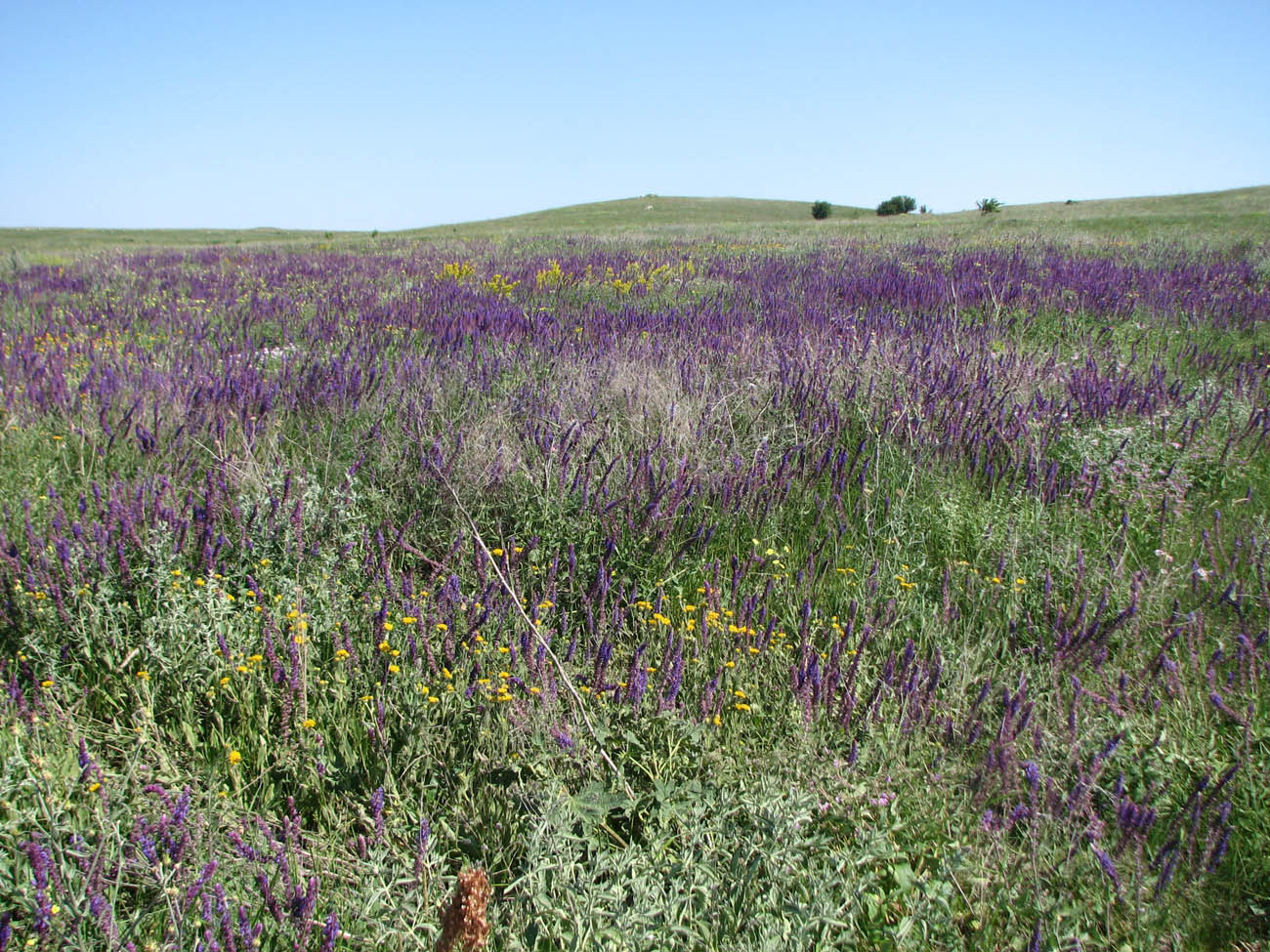 Караларская степь, image of landscape/habitat.