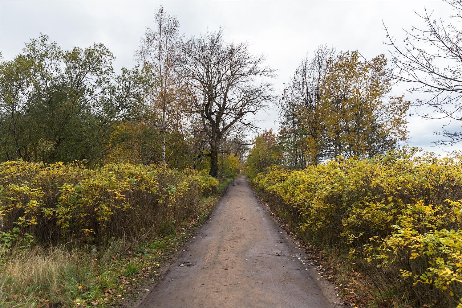 Западный Котлин, image of landscape/habitat.