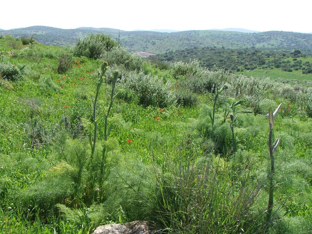 Мареша, image of landscape/habitat.