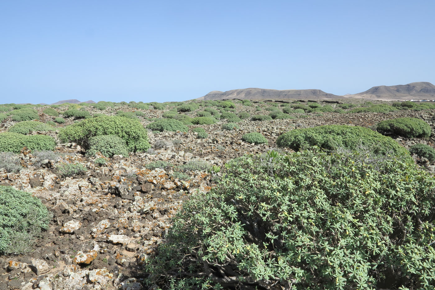 Эль Котильо и окрестности, image of landscape/habitat.