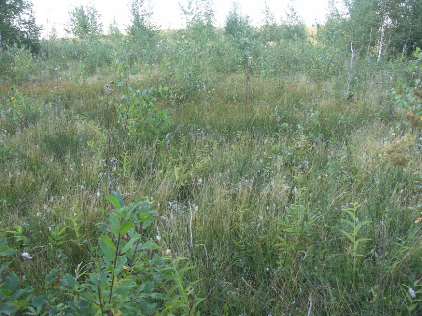 Болото у реки Обдех, image of landscape/habitat.