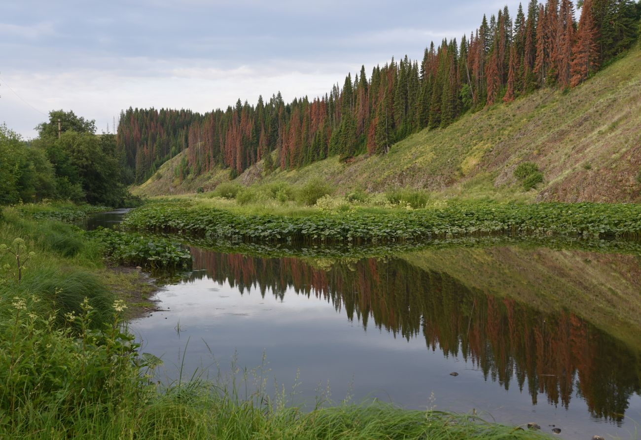 Река Нязя, image of landscape/habitat.