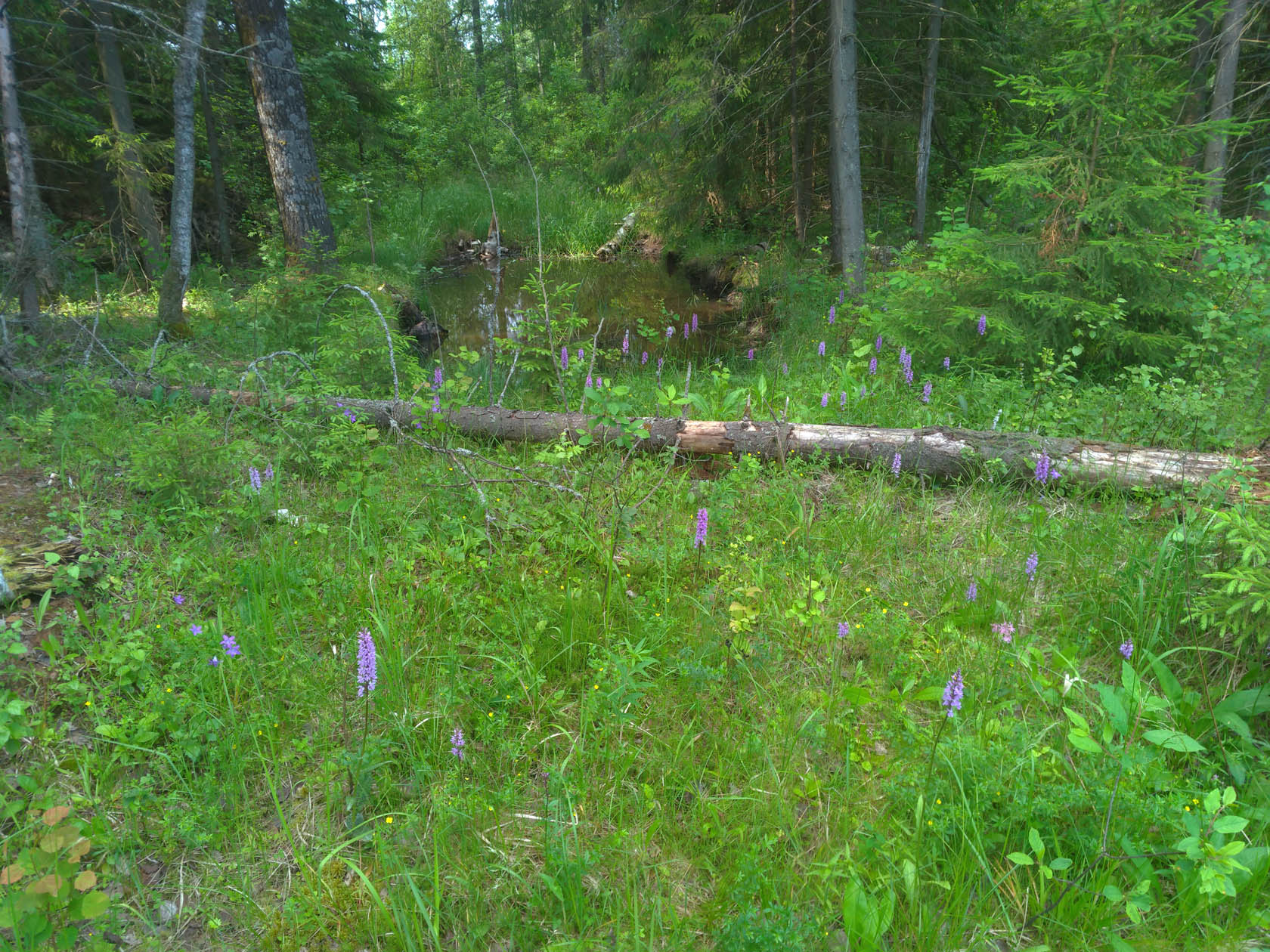 Костино, image of landscape/habitat.