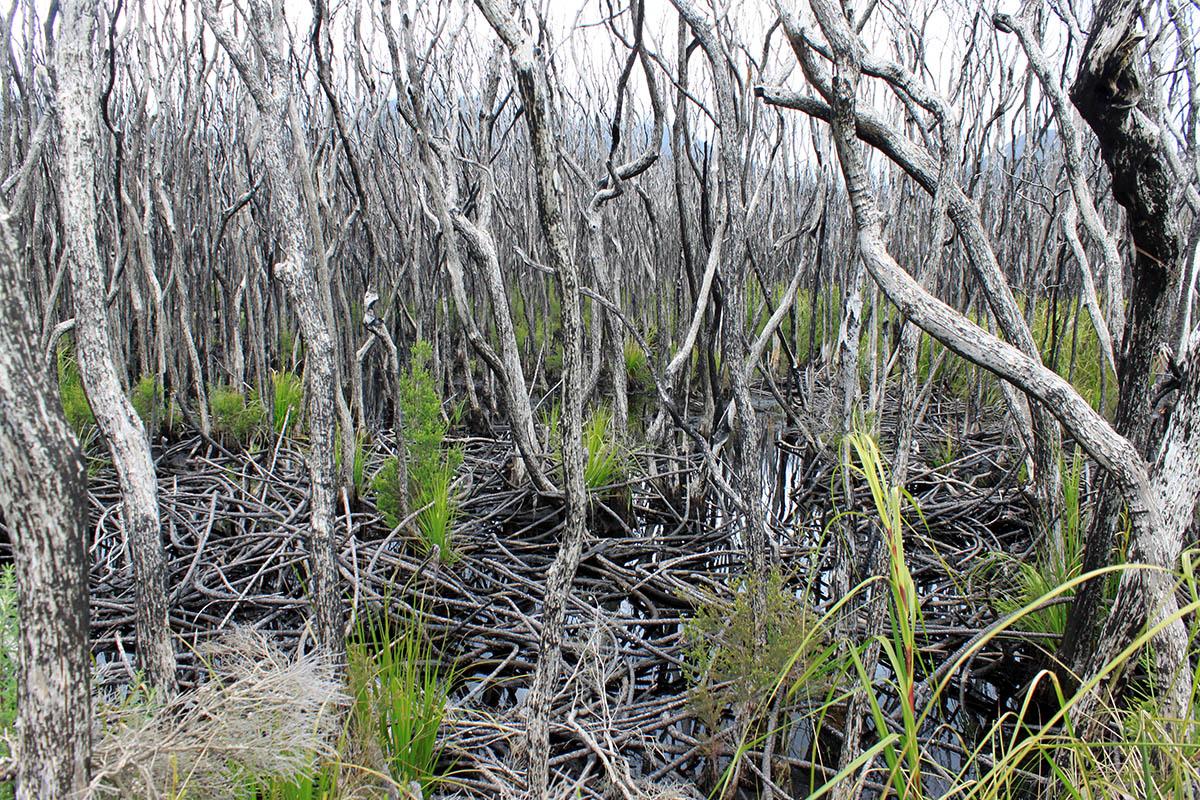 Вильсонс-Промонтори, image of landscape/habitat.