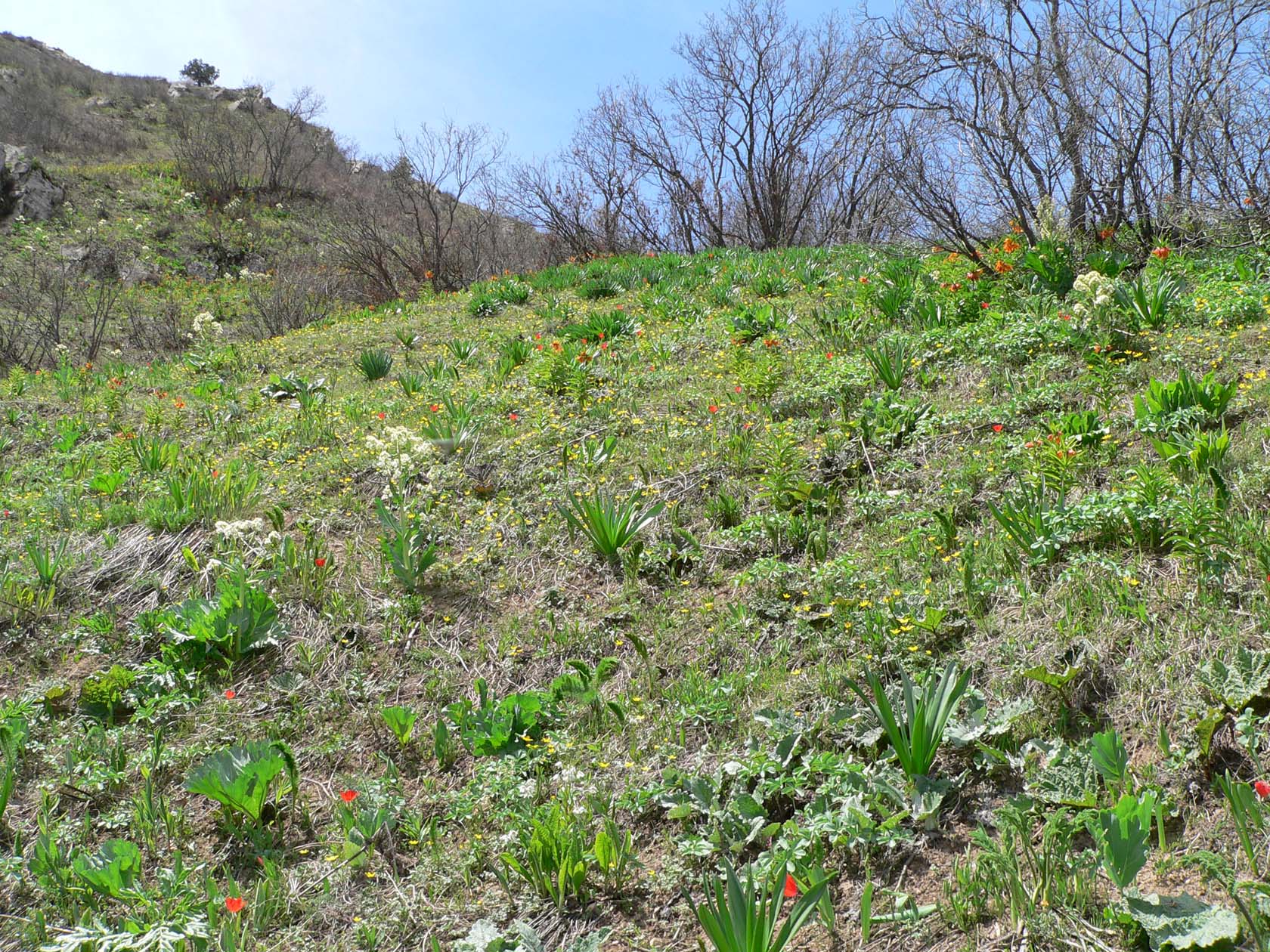 Кондара, image of landscape/habitat.