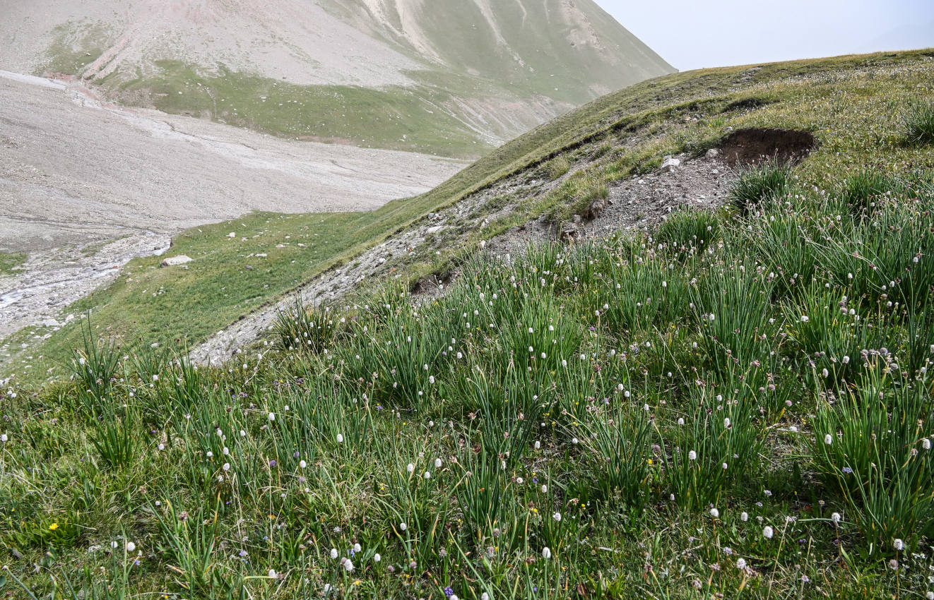 Луковая Поляна, изображение ландшафта.